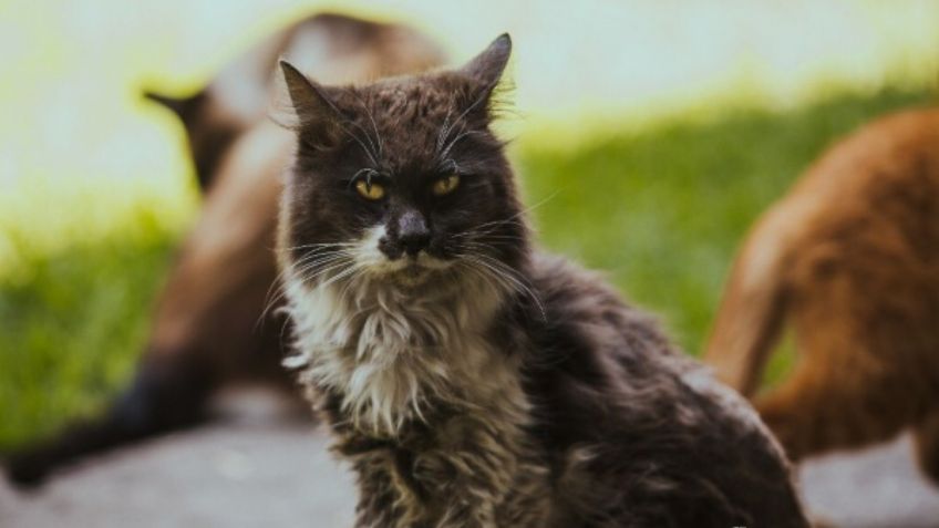 Se murió el 'Gandalla” de Palacio Nacional... uno de los gatos que habitaba el jardín