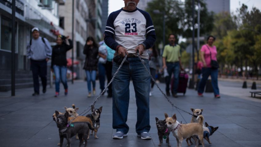 Estas son las 5 razas de perros favoritas de los mexicanos