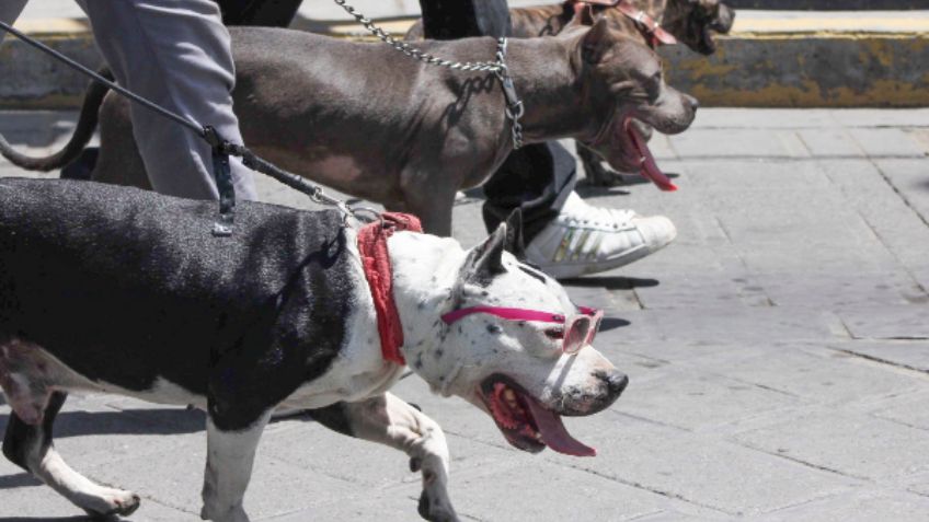 Estas son las 5 razas de perros favoritas de los mexicanos