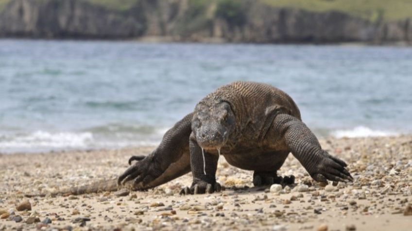 Indonesia prohibirá el turismo en la isla de Komodo