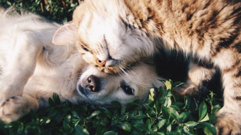 ¿Perros o gatos?, la UNAM revela cuál es la compañía ideal para las personas