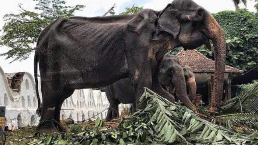 Denuncian maltrato contra una elefanta en Sri Lanka; sufre desnutrición y es forzada a trabajar