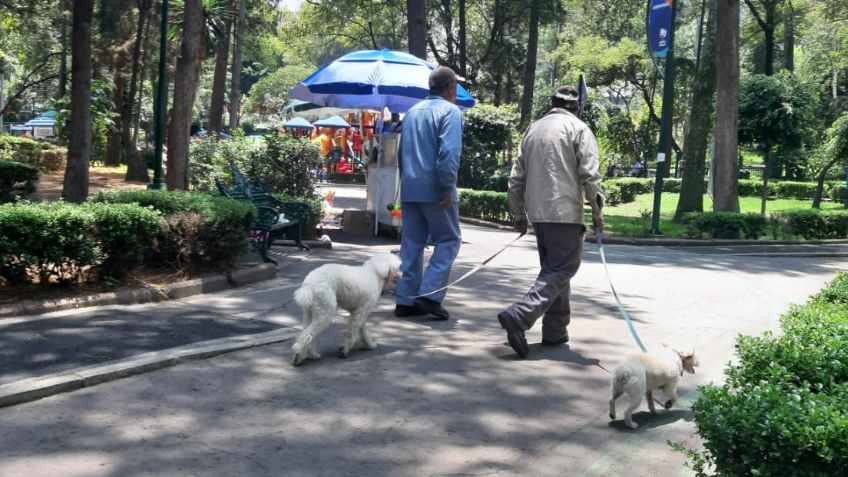 Hasta 20 mil pesos al mes, eso es lo que ganan los paseadores de perros en la CDMX: HISTORIA