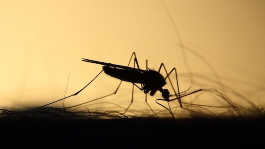 Estos son los síntomas de la encefalitis equina, virus mortal transmitido por el "mosco negro"