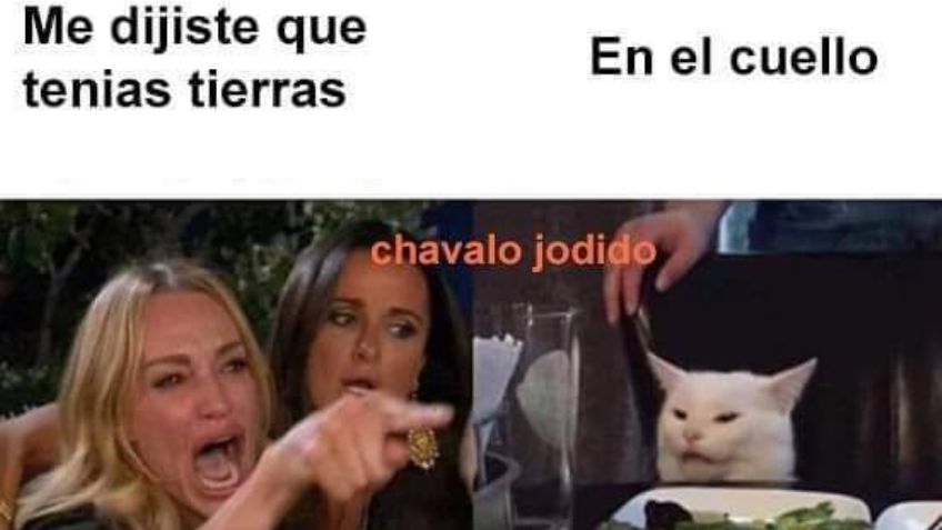 Recopilación de los mejores memes del gato en la mesa