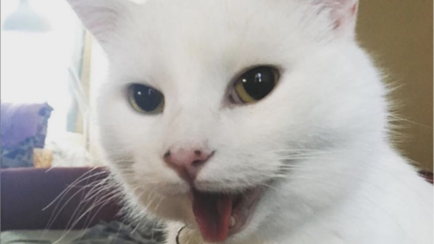 De Instagram a la fama; conoce al gato de los memes que se ha vuelto viral: FOTOS