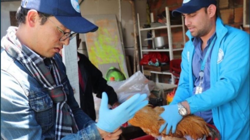 3 gallinas fueron rescatadas porque sufrían abuso sexual, esta es la historia