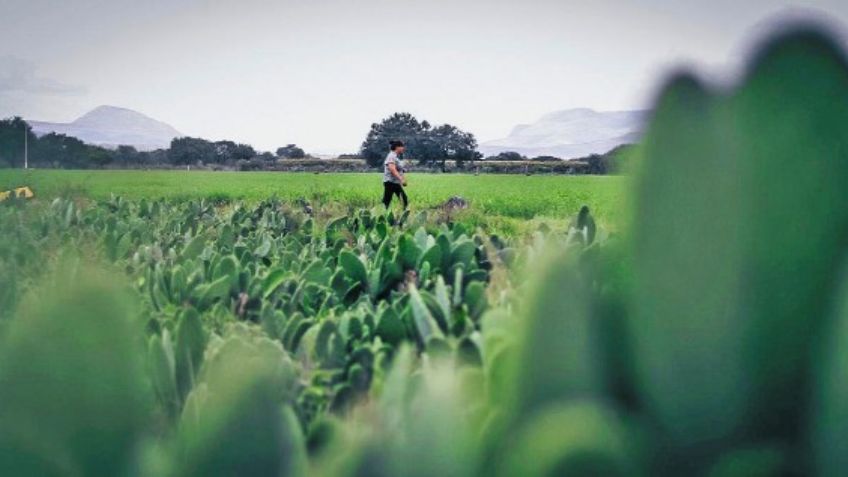 Crean piel hecha a base de nopal