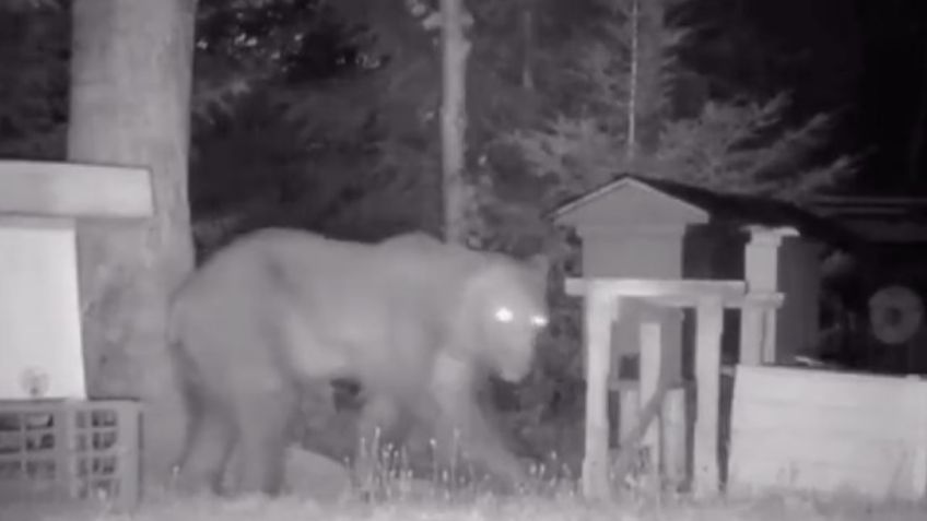 ¡Winnie Pooh real! Cámaras captan a oso tomando miel de colmena: VIDEO