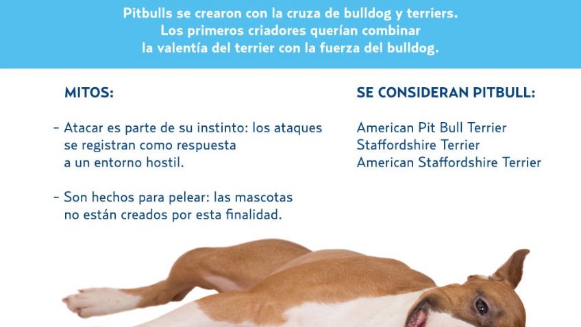 ¿Cómo son los pitbull?; la raza de perros satanizada por su agresividad