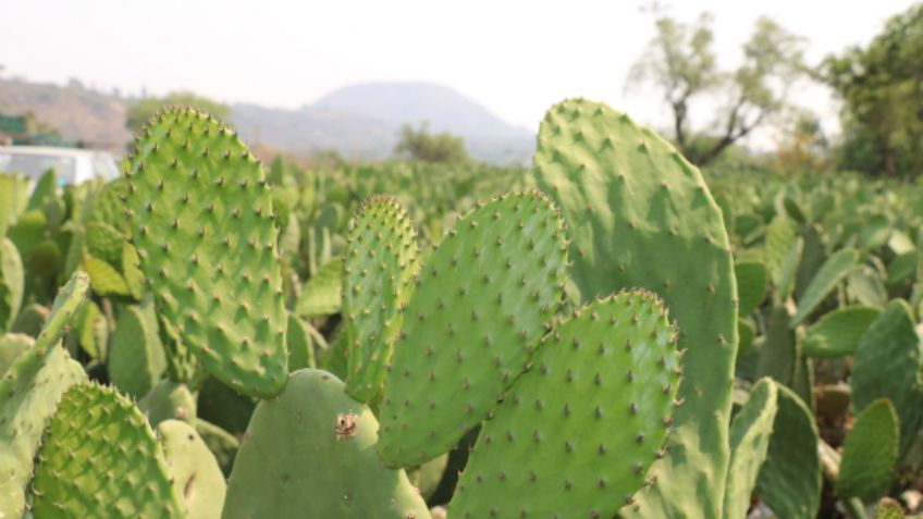 Alumnos proyectan elaborar contenedores y bolsas a base de fibra de nopal