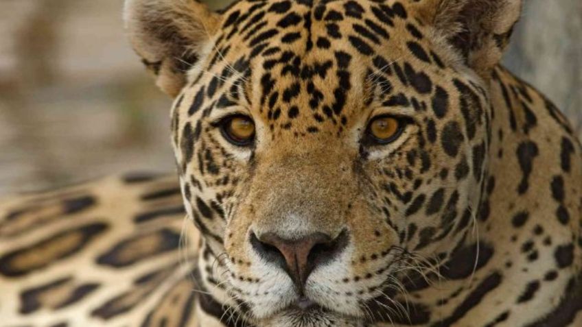 Jaguar en riesgo de desaparecer por tráfico ilegal, advierte la UNAM