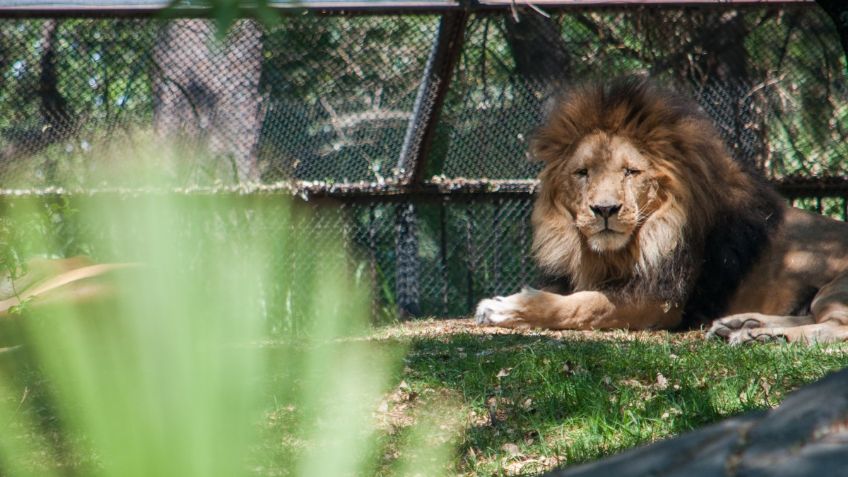 CDMX invertirá 100 millones en zoológicos de Chapultepec y Aragón