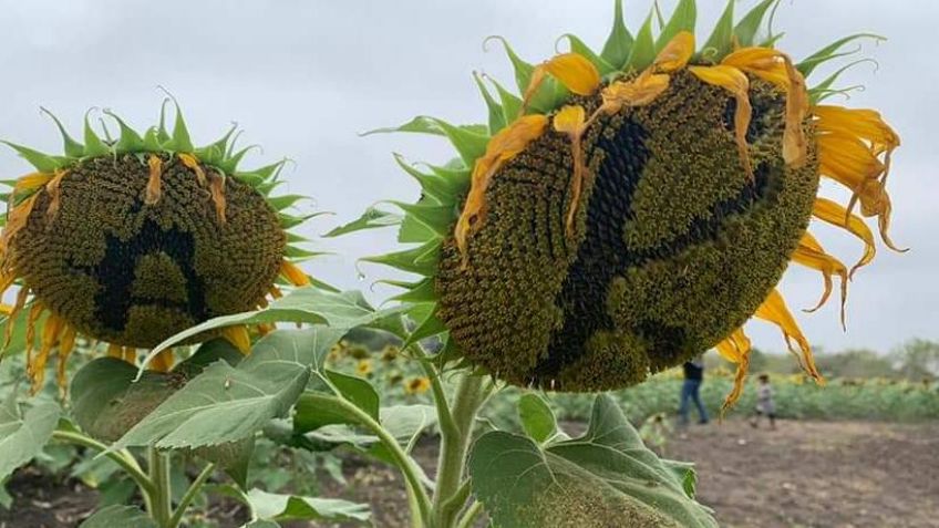 ¡¿Por una selfie?! Turistas destruyen campo de girasoles en Tamaulipas