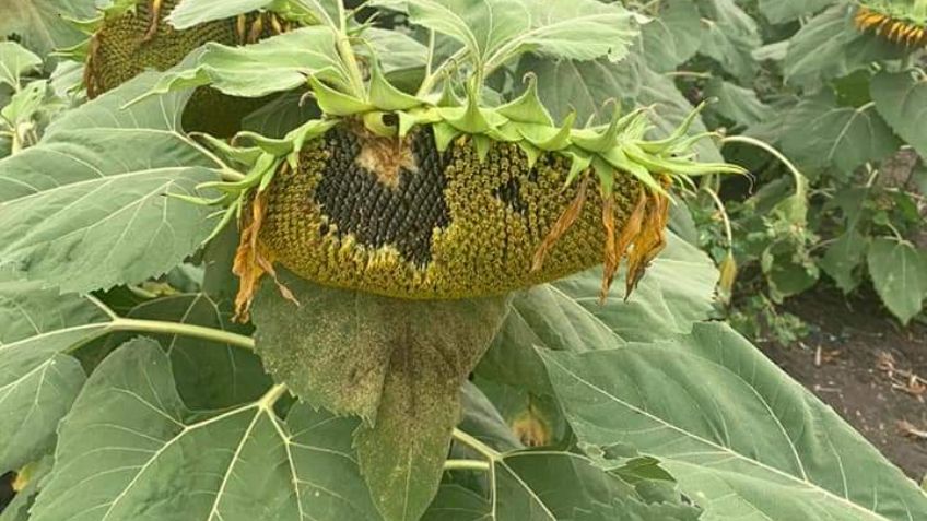 ¡¿Por una selfie?! Turistas destruyen campo de girasoles en Tamaulipas