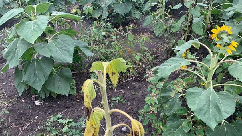 ¡¿Por una selfie?! Turistas destruyen campo de girasoles en Tamaulipas