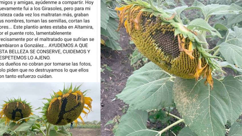 ¡¿Por una selfie?! Turistas destruyen campo de girasoles en Tamaulipas