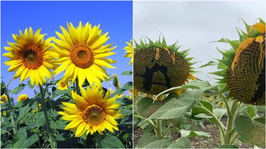 ¡¿Por una selfie?! Turistas destruyen campo de girasoles en Tamaulipas