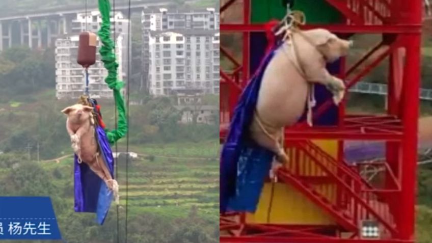 Lanzan a cerdito desde bungee en parque de diversiones para promover atracción: VIDEO