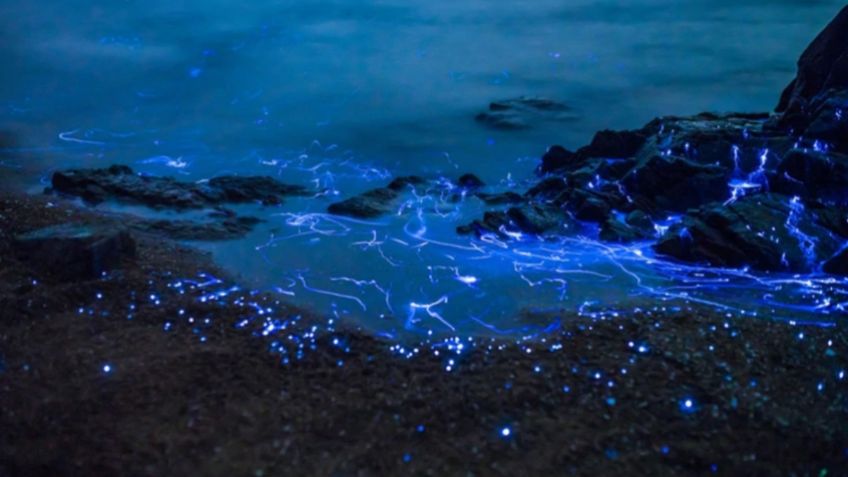 Bioluminiscencia; Así de majestuoso se vio Puerto Peñasco con este efecto: FOTOS