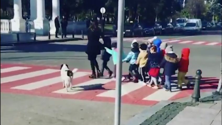 Perrito de la calle detiene el tráfico para proteger a niños: VIDEO