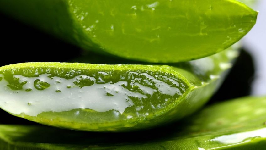 ¿Padeces artritis o colesterol alto? No dejes de consumir aloe vera, notarás sus beneficios