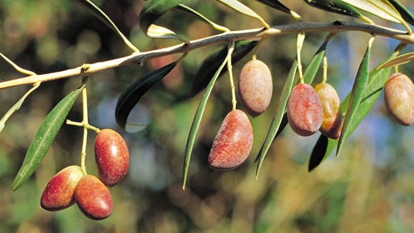 Aceite de oliva: tipos, beneficios y propiedades para la salud