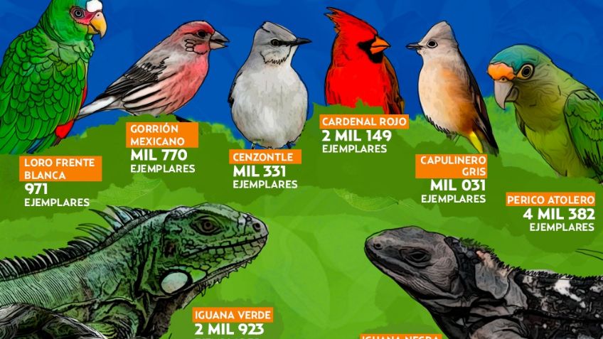 Tráfico ilegal de animales: Top 10 de las especies más decomisas históricamente