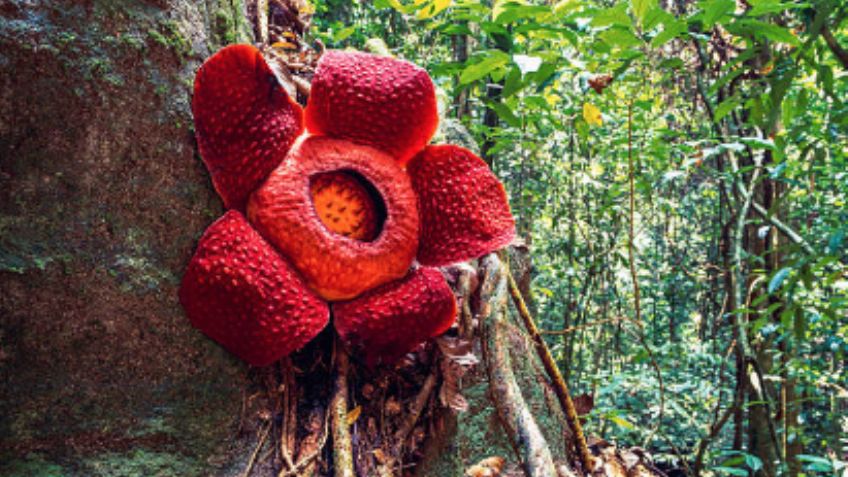 Esta es la flor más grande, grotesca y apestosa del mundo: FOTO+VIDEO