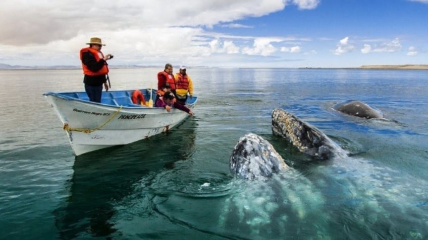 Cuándo y dónde inicia el avistamiento de ballenas en Baja California: VIDEOS