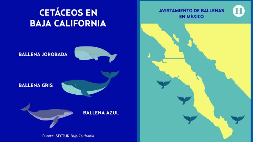 Cuándo y dónde inicia el avistamiento de ballenas en Baja California: VIDEOS