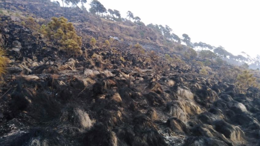 Sofocan incendio en Parque Nacional Cofre de Perote; luego de tres días