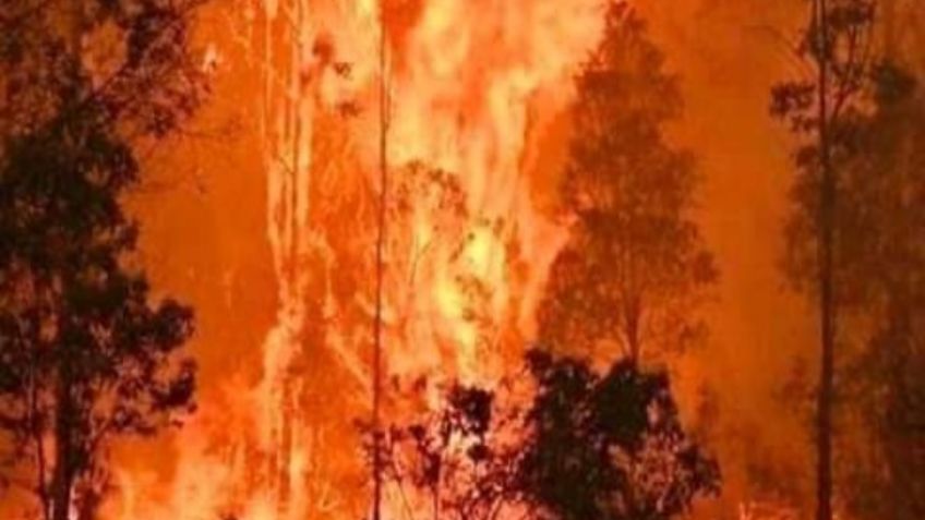 Incendios en la Amazonía brasileña crecieron un 30% en 2019