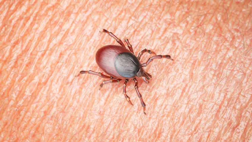 Qué es la enfermedad de Lyme: causas, síntomas y tratamiento