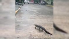 ¡Como perrito! Reportan cocodrilo en calles de Tabasco tras inundaciones: VIDEO