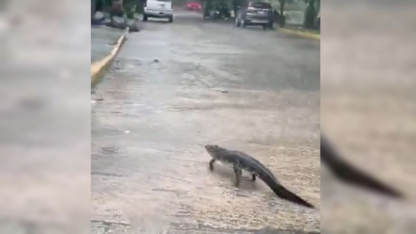 ¡Como perrito! Reportan cocodrilo en calles de Tabasco tras inundaciones: VIDEO