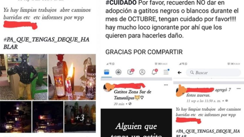 Activistas advierten sobre las adopciones de perros y gatos para rituales de brujería