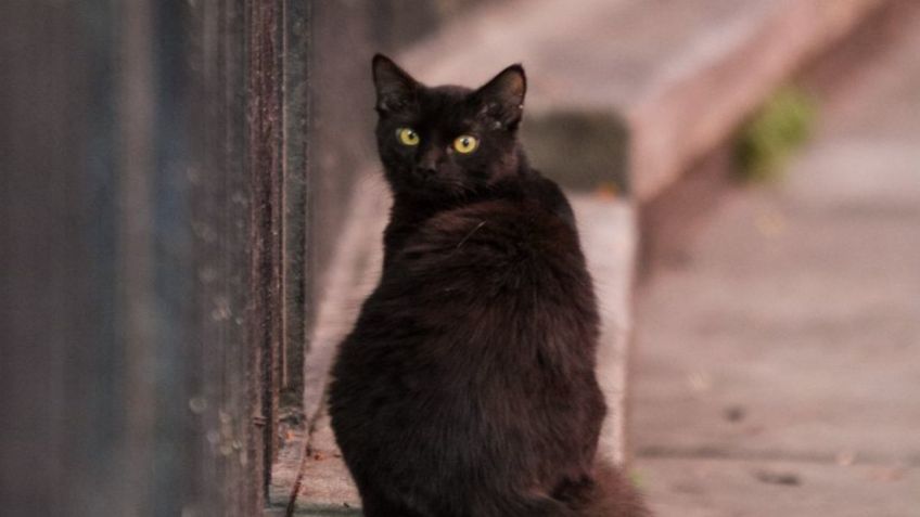 Activistas advierten sobre las adopciones de perros y gatos para rituales de brujería