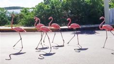 Luego de Delta, flamencos caminan desorientados en zonas urbanas de la costa yucateca