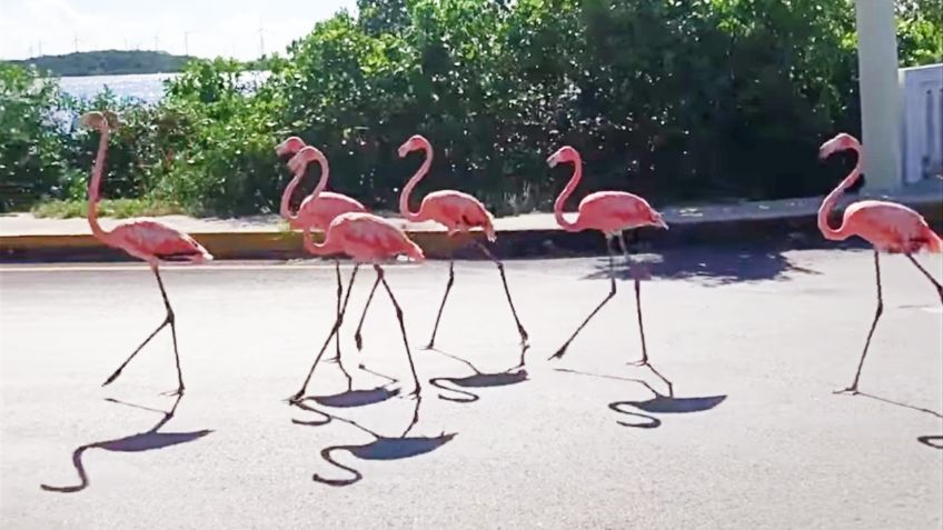 Luego de Delta, flamencos caminan desorientados en zonas urbanas de la costa yucateca