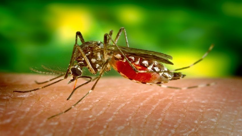 Adiós mosquitos: 7 medidas para evitar picaduras este verano