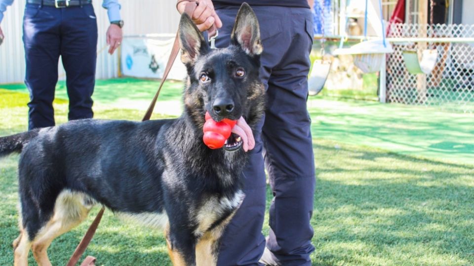 Los perritos ubican los rastros positivos de COVID y esperan su recompensa. Foto: Especial