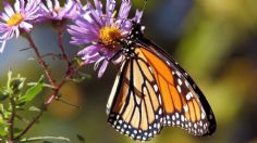 Llegan a México las primeras mariposas Monarca de la temporada