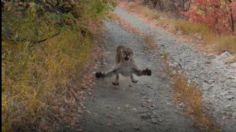 VIDEO VIRAL: ¡Eso es hacer ejercicio! Puma persigue a corredor durante varios minutos en Utah