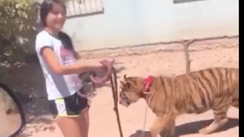 VIDEO VIRAL “Creo que vi un lindo gatito”, niña pasea a un tigre en calles de Guasave, Sinaloa