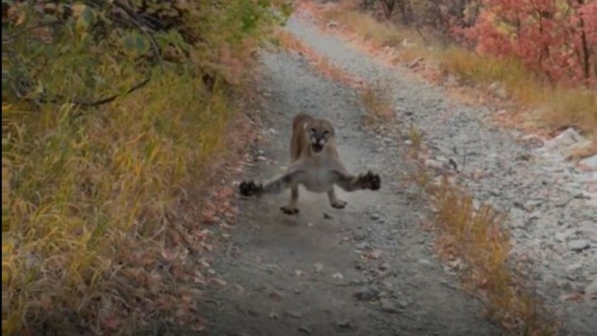 VIDEO VIRAL: ¡Eso es hacer ejercicio! Puma persigue a corredor durante varios minutos en Utah