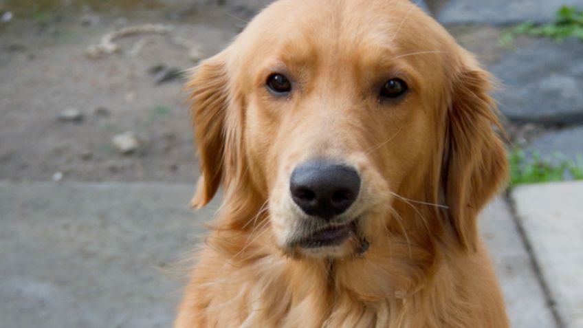 Perrito DEFIENDE a pequeña niña de los REGAÑOS de su mamá: VIDEO