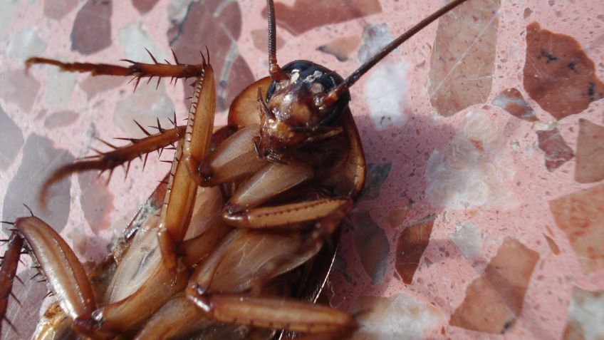 ¿Aplastas cucarachas en la cocina? Esta es la poderosa razón para que dejes de hacerlo