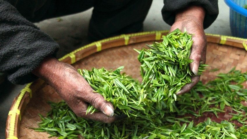 Comida que se produce en campo mexicano es segura y saludable; afirman expertos