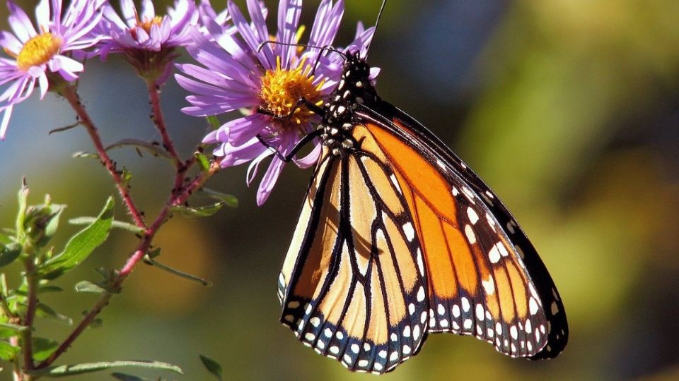 Imagen ilustrativa de Mariposa Monarca. Foto: Pixabay